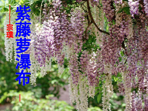 16《紫藤萝瀑布》ppt课件