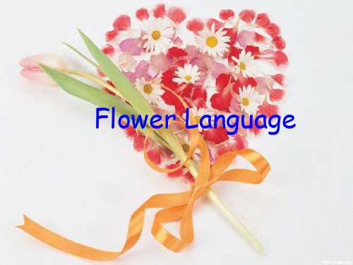 language_of_flowers_花语英文ppt_-_副本