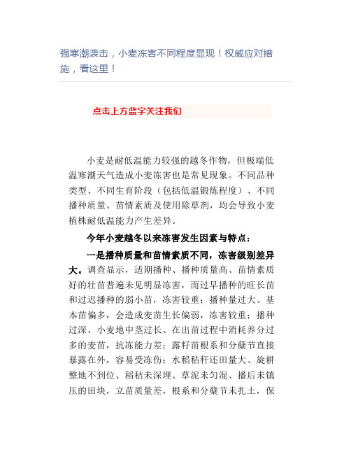 【农业】强寒潮袭击,小麦冻害不同程度显现权威应对措施,看这里