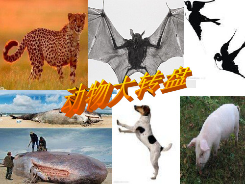 大象版科学四年级上册 动物大转盘ppt课件课件