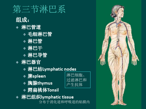 解剖淋巴循环