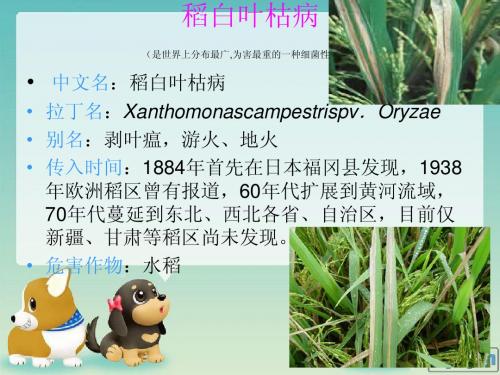 稻白叶枯病