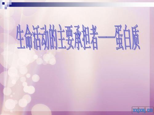 蛋白质说课PPT