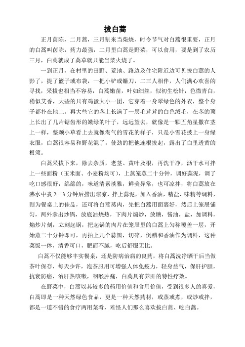 拔白蒿