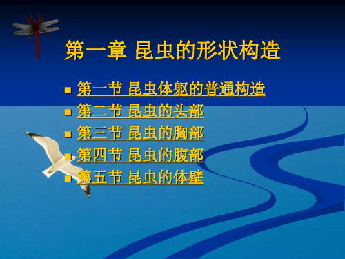 《昆虫的形态结构》ppt课件