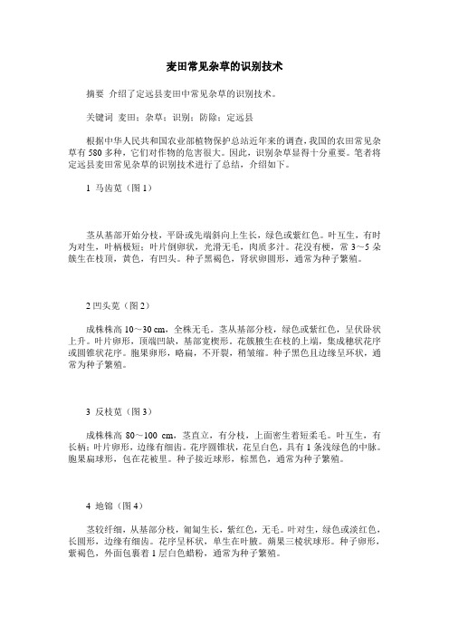 麦田常见杂草的识别技术