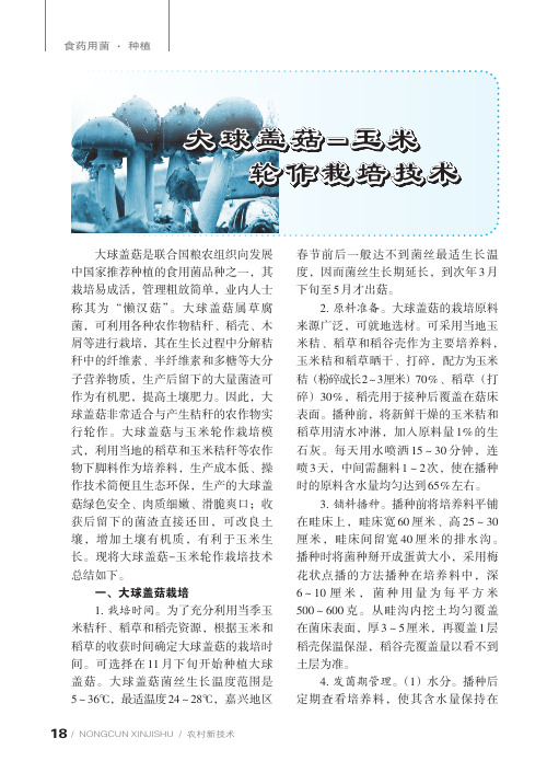 大球盖菇-玉米轮作栽培技术