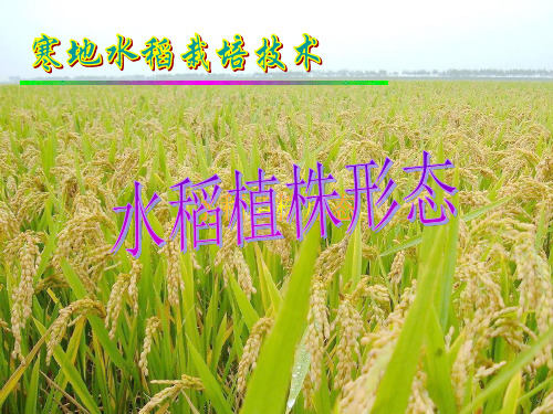 水稻植株形态.