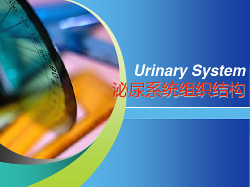 组织学与胚胎学课件：泌尿系统组织结构