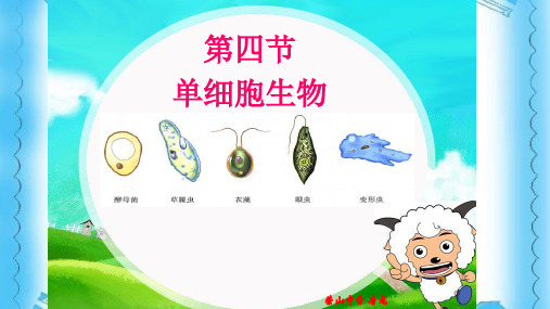 人教版七年级上册生物第二单元第二章第四节《单细胞生物》教学课件 (共24张PPT)