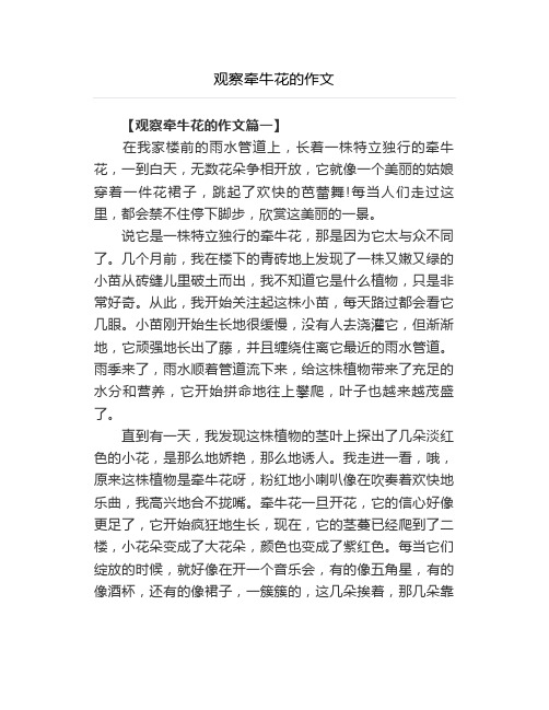 观察牵牛花的作文