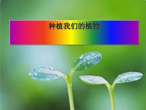 《种植我们的植物》植物的生长变化PPT教学课件