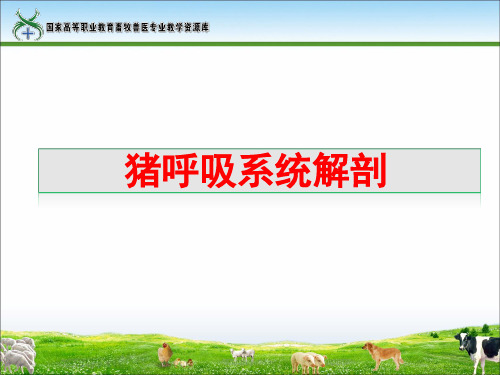 1猪呼吸系统解剖汇总
