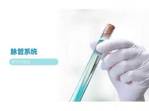解剖学-第七章脉管系统 第三节 静脉