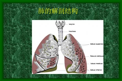 肺显像ppt课件