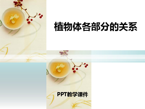 人教版科学六年级上册第一章第5课《植物体各部分的关系》精品PPT课件