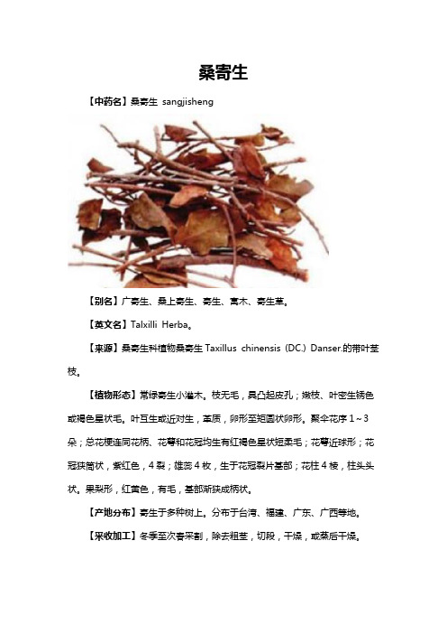 桑寄生