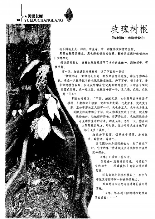 玫瑰树根