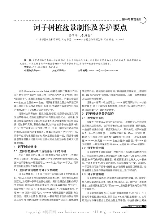 诃子树桩盆景制作及养护要点