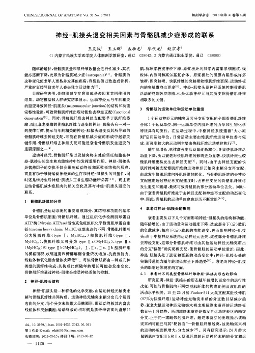 神经-肌接头退变相关因素与骨骼肌减少症形成的联系