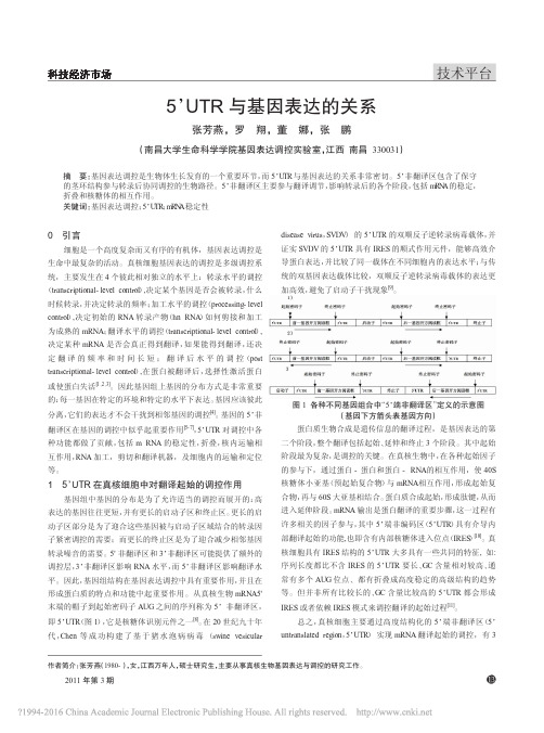 5 UTR与基因表达的关系 张芳燕