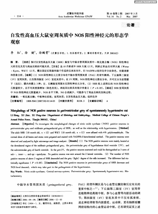 自发性高血压大鼠室周灰质中NOS阳性神经元的形态学观察