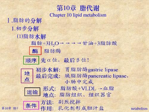 10脂代谢A2