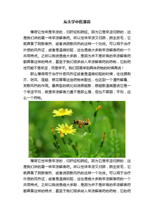 从头学中医薄荷
