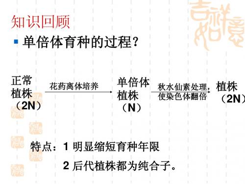 月季的花药培养zhou