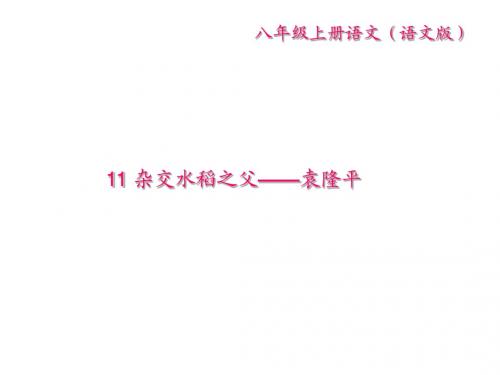 2017-2018学年八年级语文(语文版)习题课件：11 杂交水稻之父——袁隆平 (共25张PPT)