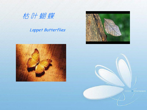 枯叶蝴蝶的翻译节选赏析
