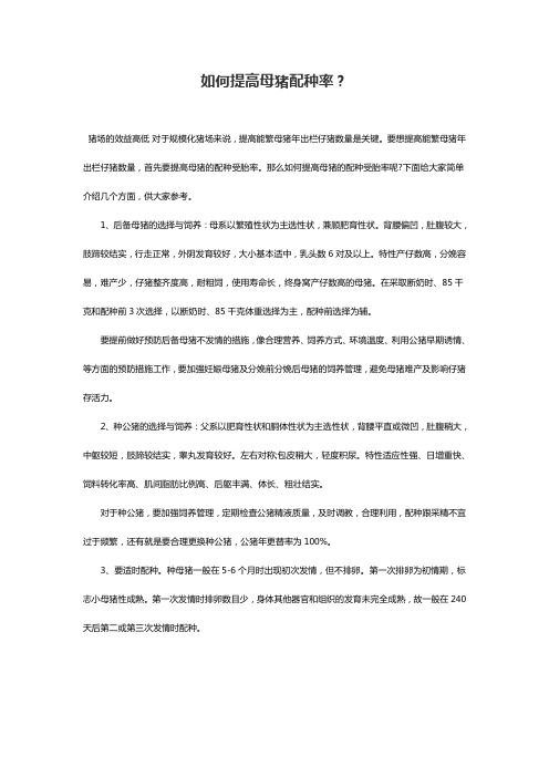 如何提高母猪配种率