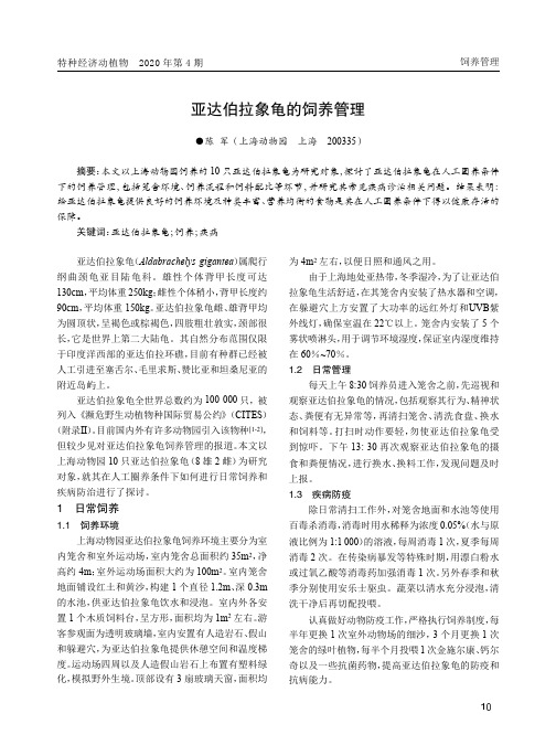 亚达伯拉象龟的饲养管理