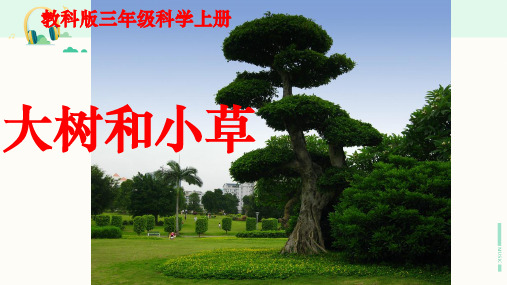教科版科学三年级上册《大树和小草》课件