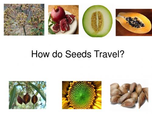 五年级下册英语课件  -Unit 3 How do seeds travel Lesson 11 北京课标2011版