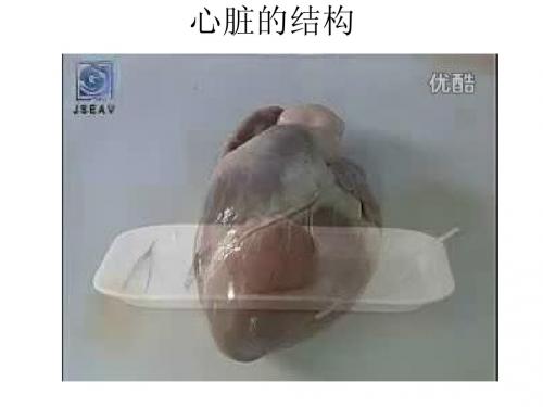 1. 6 物质运输的途径 课件(鲁科版七年级上)