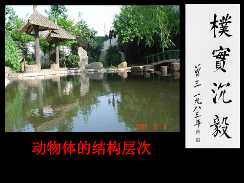 第二单元第三章第一节 动物体的结构层次PPT课件