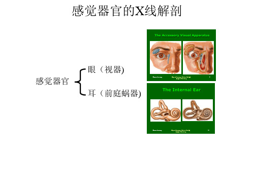 【影像诊断课件】感觉器官的X线解剖