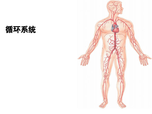 【人体解剖生理学】循环系统PPT课件