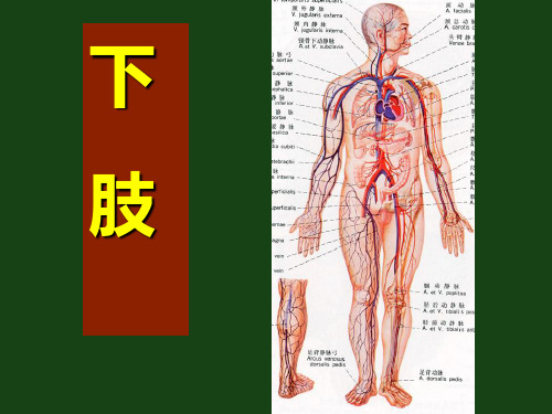 局部解剖学下肢
