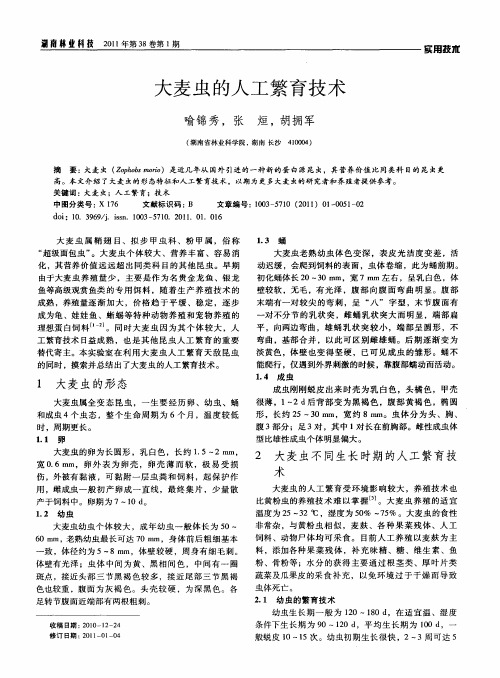 大麦虫的人工繁育技术