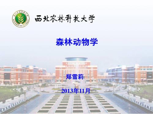 两栖纲