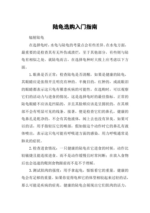 陆龟选购入门指南