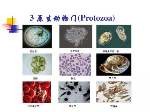 3 原生动物门