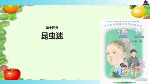 2021语文A版小学语文六年级上册《昆虫迷》教学课件