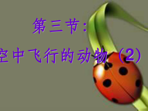 初中生物八年级上册课件《空中飞行的动物