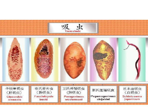 寄生虫切片剖析