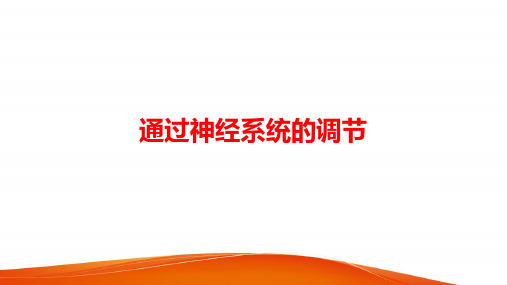 2020高三生物复习《通过神经系统的调节》PPT课件