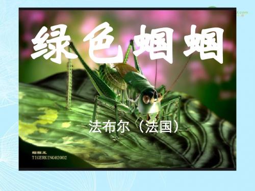 绿色蝈蝈