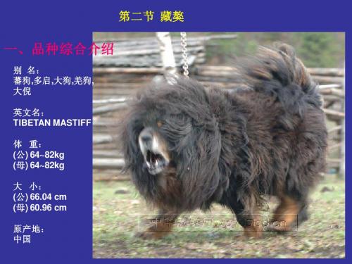 第二节  藏獒